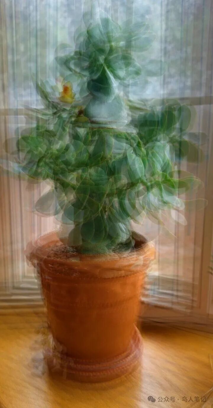 房里有猪：关于家的胡思乱想