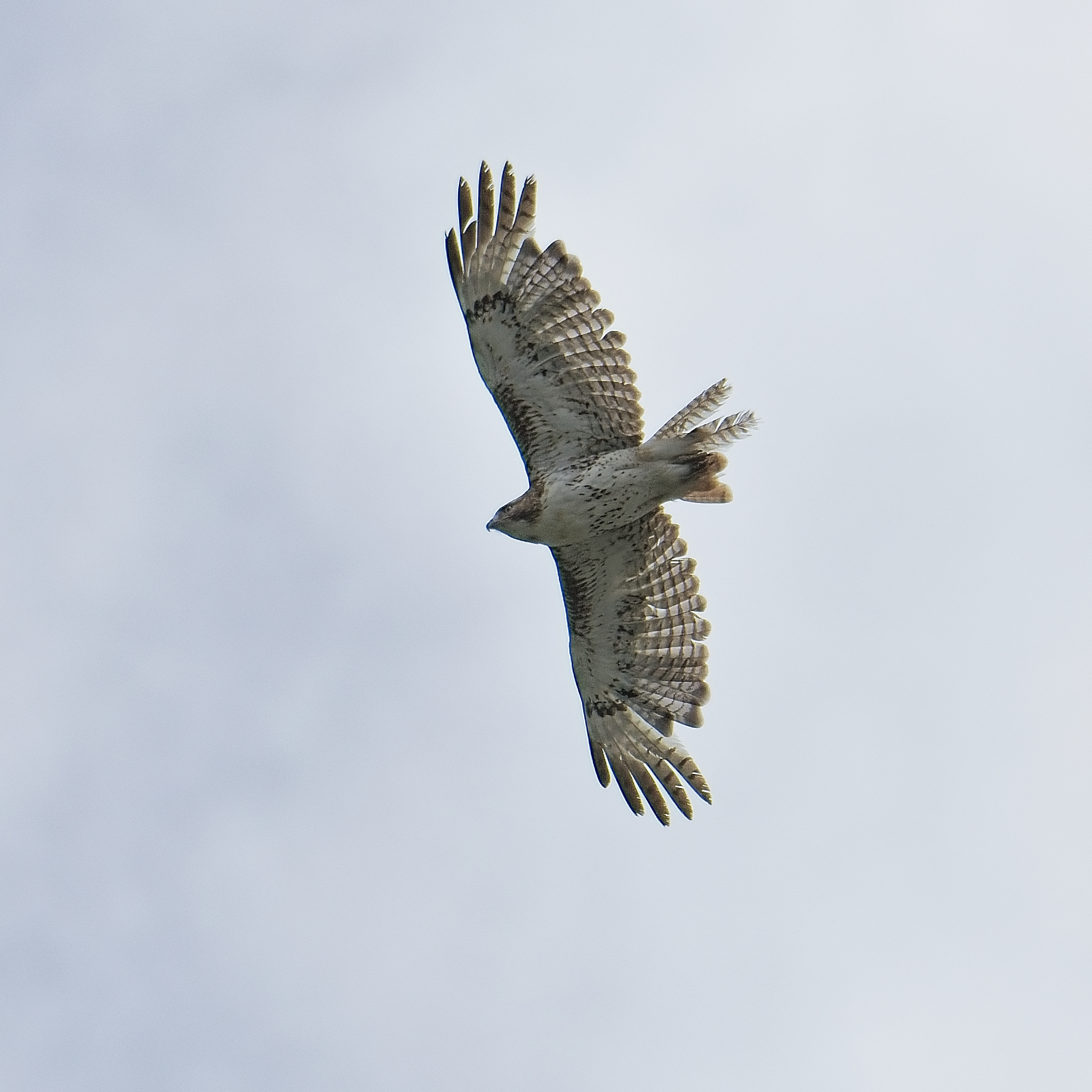 DSC_7354.jpg